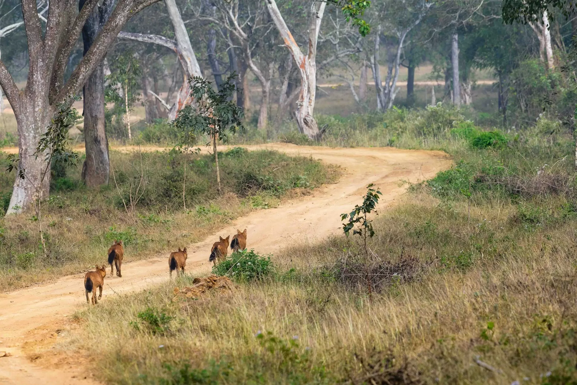 बंडिपुर राष्ट्रीय उद्यान