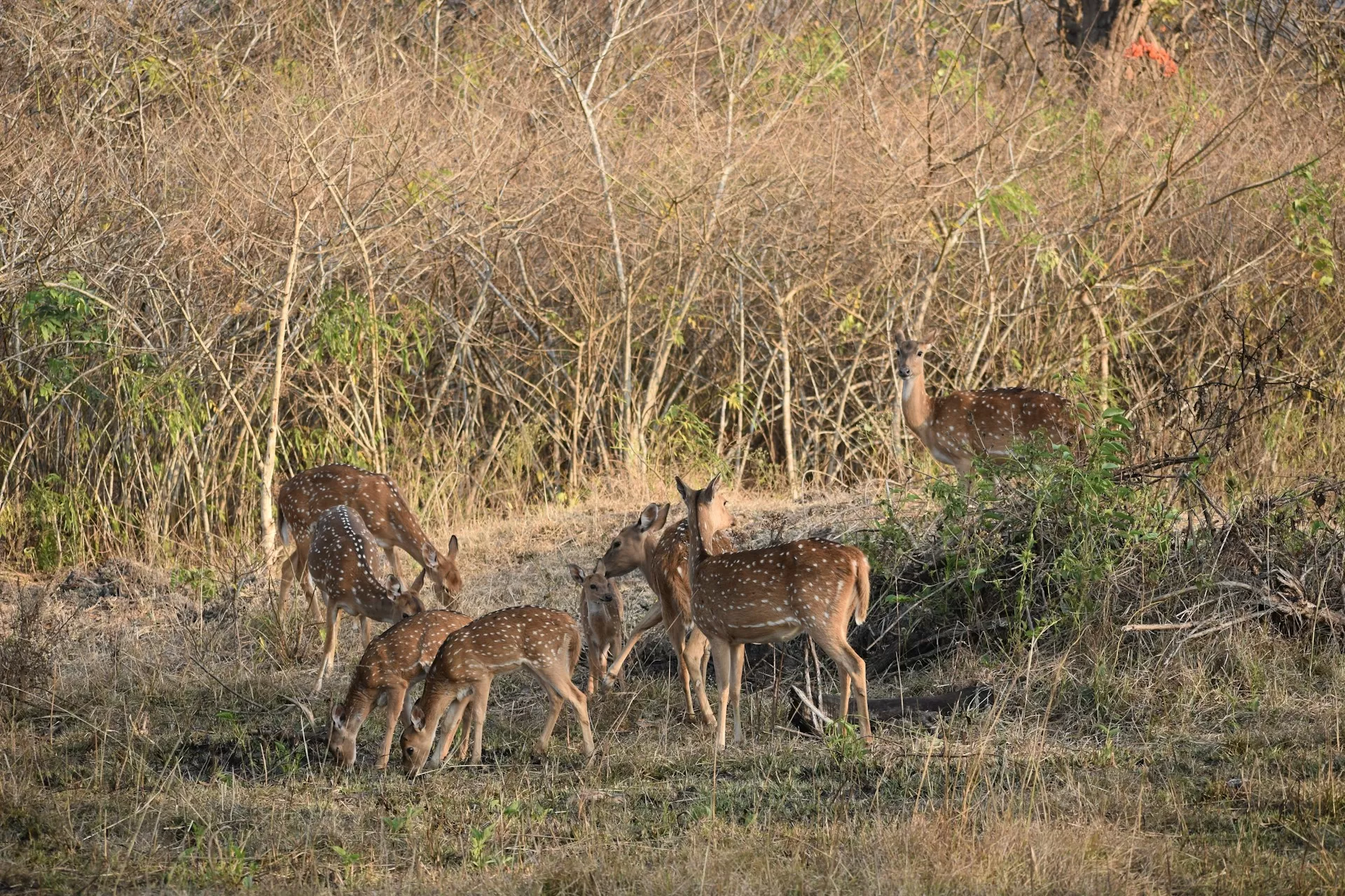 बंडिपुर राष्ट्रीय उद्यान