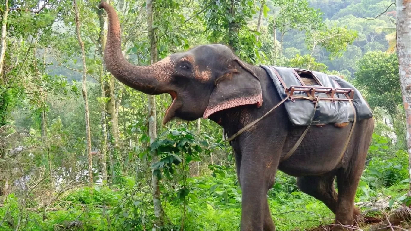 Thekkady