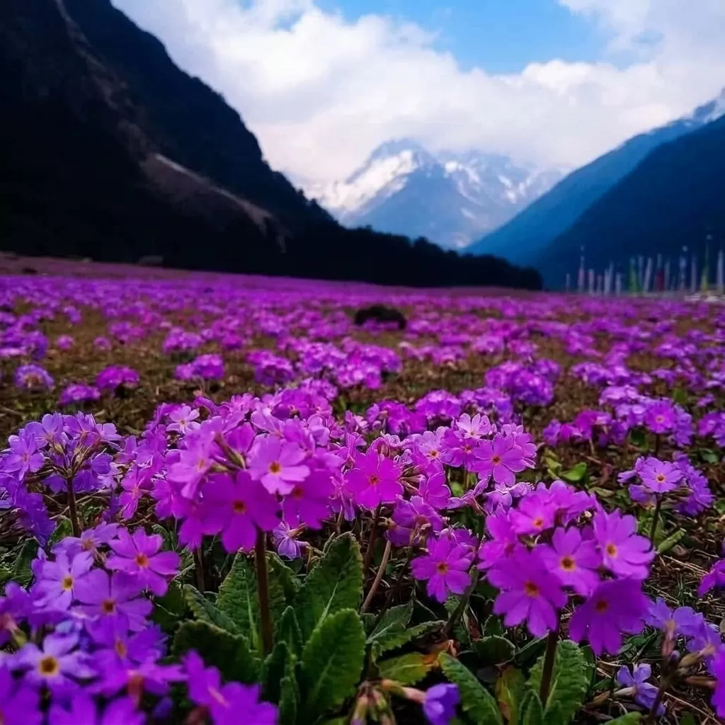 Yumthang Valley